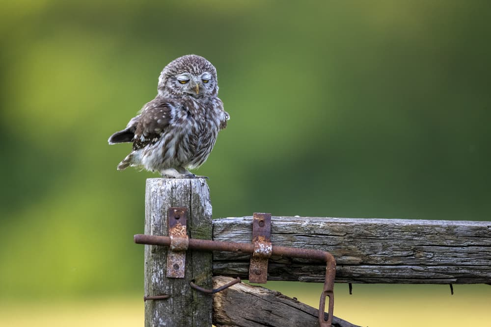 Sleeping Little Owl by Marco Redaelli — canvas wall art