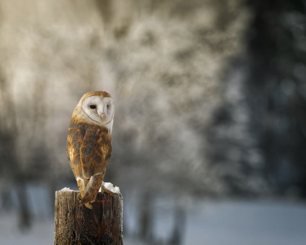 Silent Barn Owl by Michaela Firešová — canvas wall art