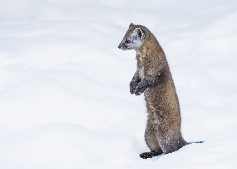 Vigilant Marten in Snow by Emma Zhao — canvas wall art
