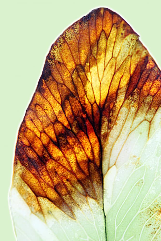 Autumn Leaf Detail by Saskia Mensink — canvas wall art