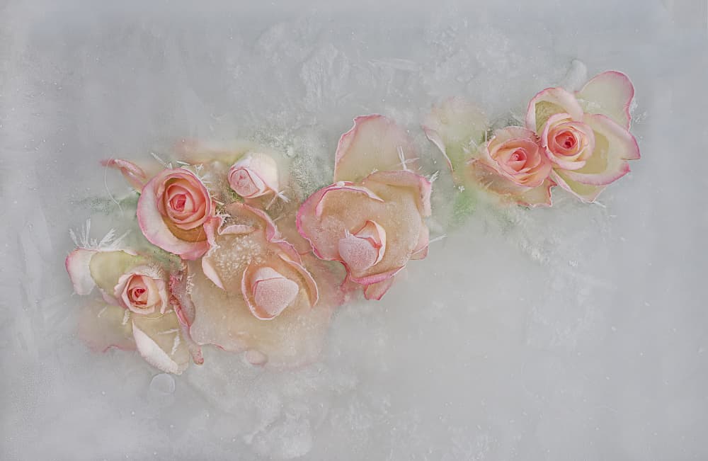 Delicate Frozen Roses by Pedro Uranga — canvas wall art