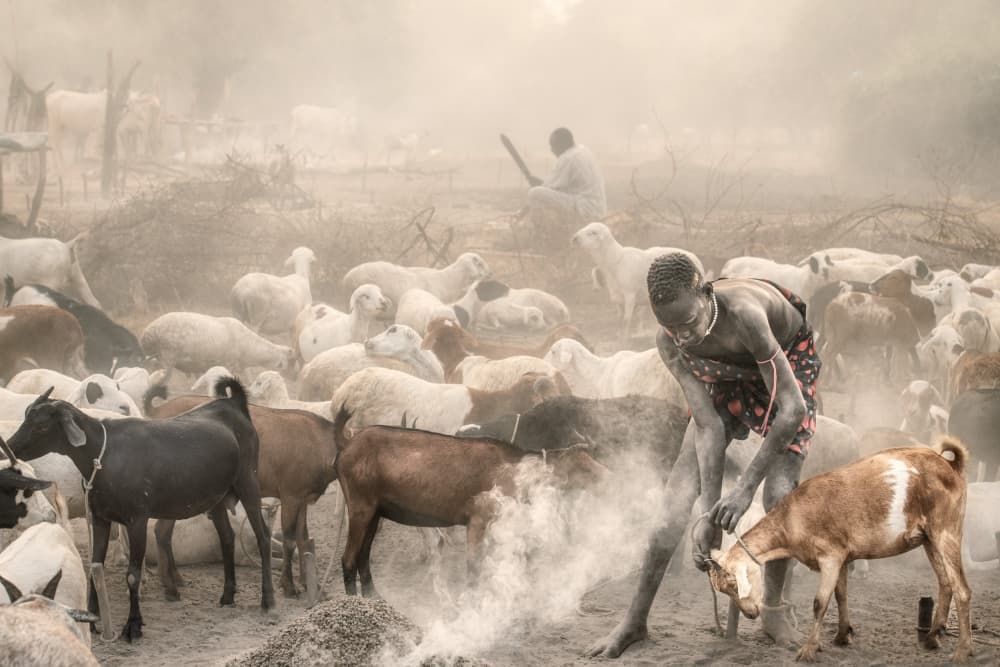 African Herder and Goats by Trevor Cole — canvas wall art