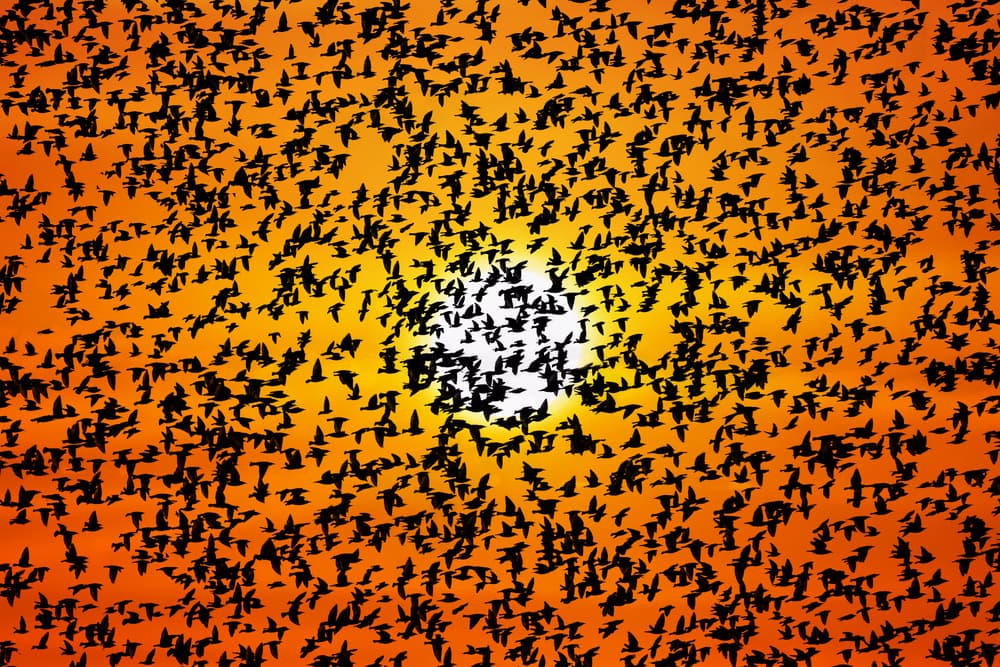 Golden Hour Flock by Nicodemo Quaglia — canvas wall art