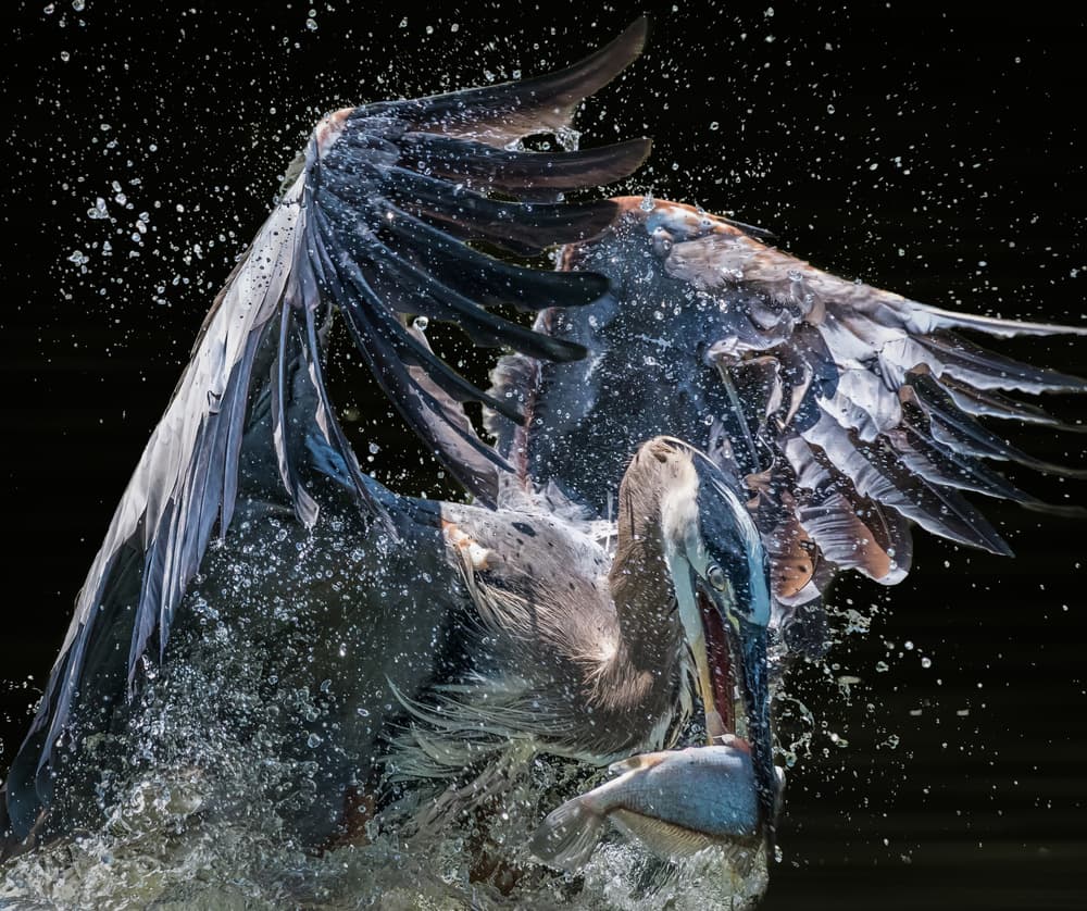 Heron's Dynamic Catch by Alex Li — canvas wall art