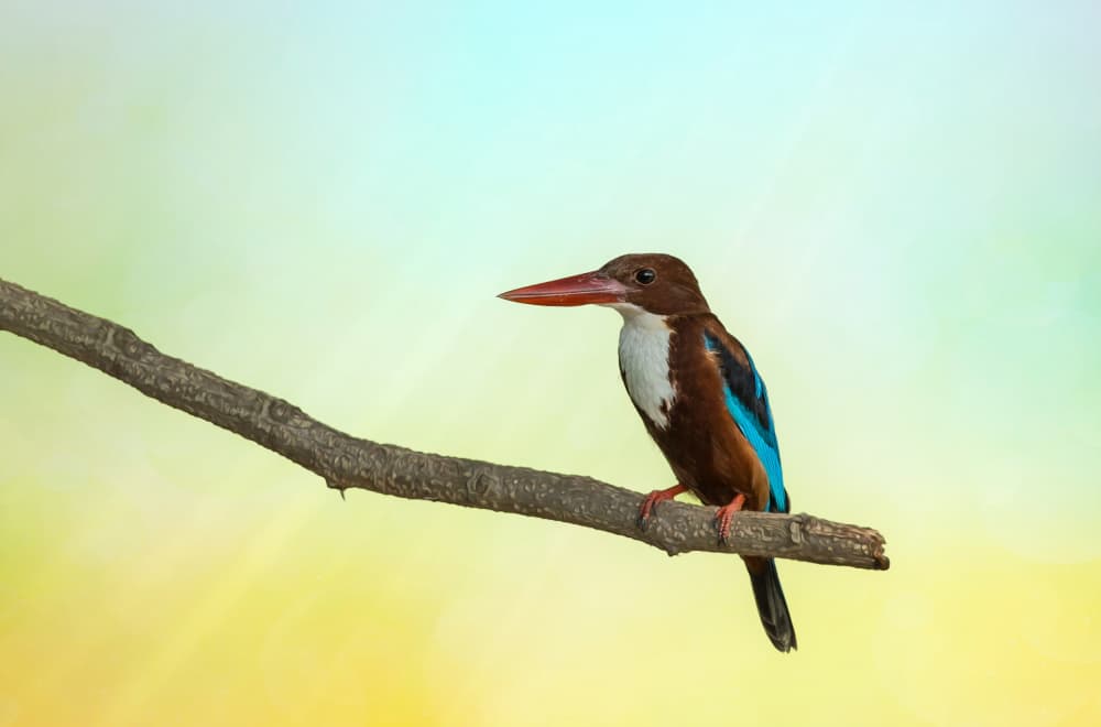 Vibrant Kingfisher on Branch by אייל בר אור • Eyal Bar Or — canvas wall art