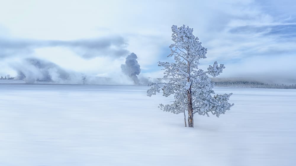 Winter Wonderland Tree by Siyu_Wei APA — canvas wall art
