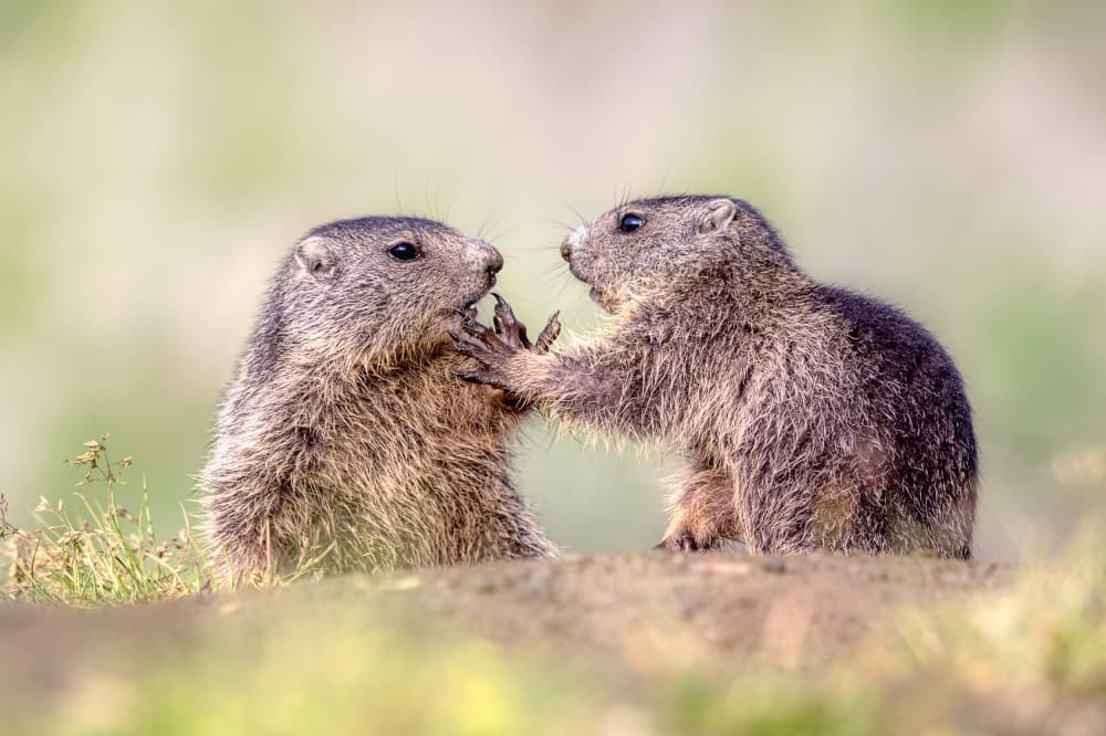 Sweet Marmot Interaction by Judith Kuhn — canvas wall art