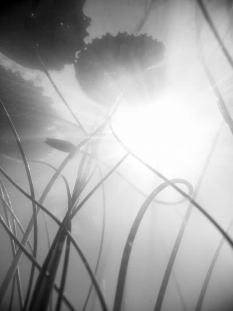 Water Lilly by Shot by Clint — canvas wall art