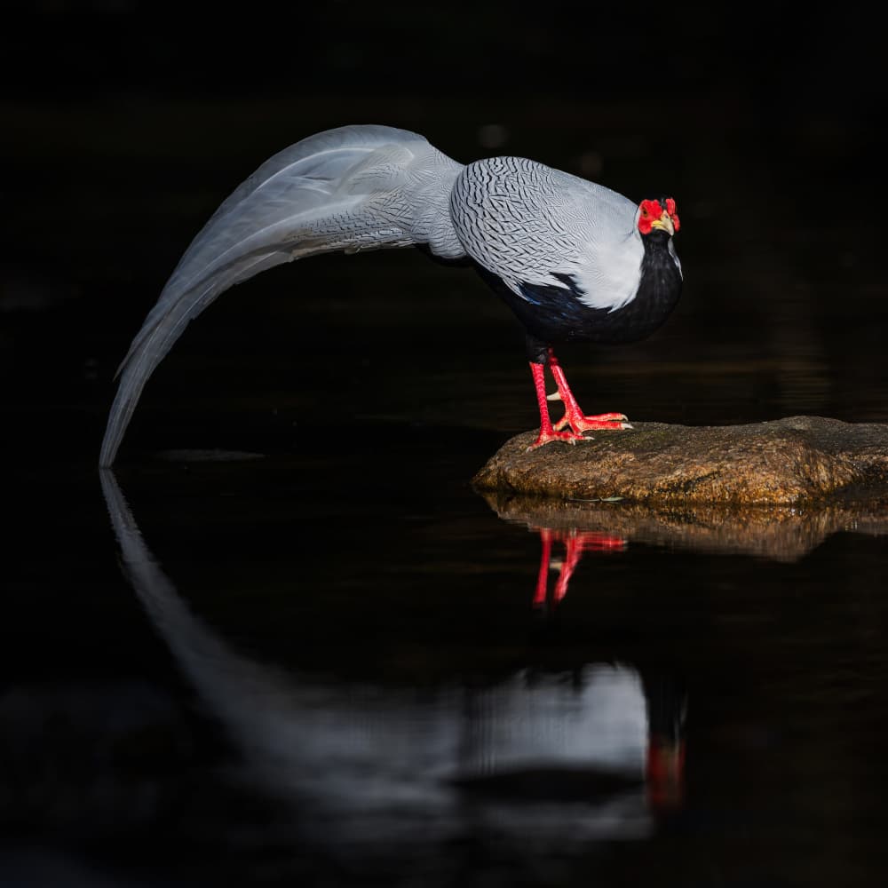 Silver Pheasant Reflection by Taksing (吉星高照) — canvas wall art