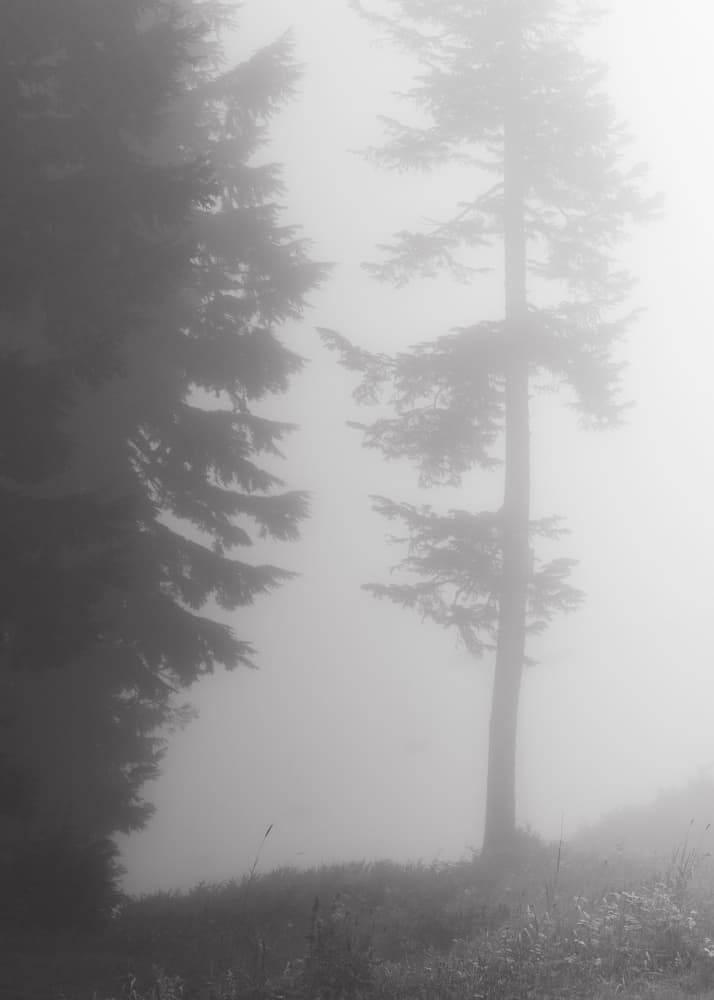 Misty Forest Trees by Lynann Colligan — canvas wall art