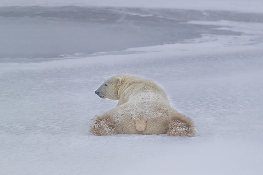Arctic Bear Resting by YY DB — canvas wall art