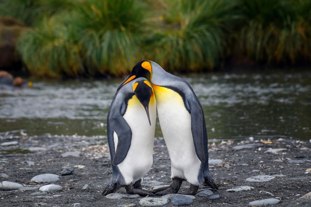 Cuddling King Penguins by YY DB — canvas wall art