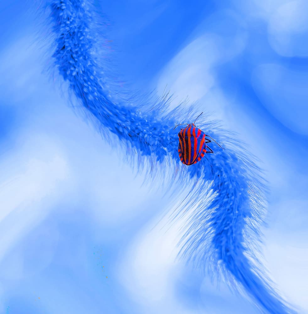 Vibrant Blue Striped Bug by Thierry Dufour — canvas wall art
