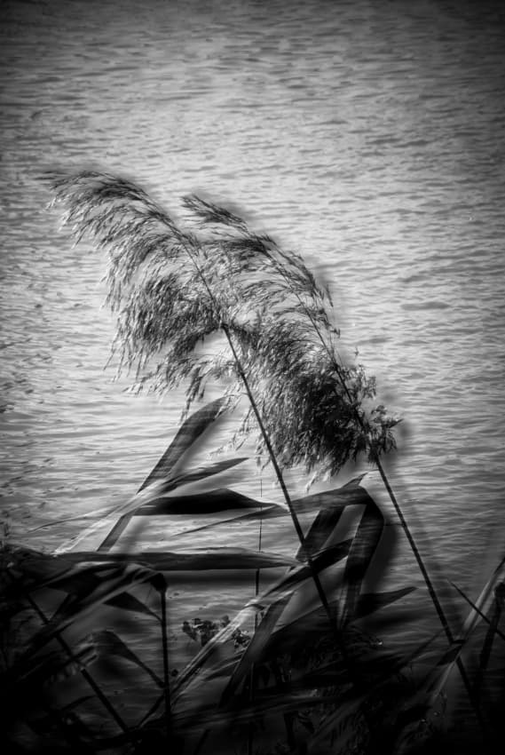 Wind Blown Reeds by Codrin Lupei — canvas wall art