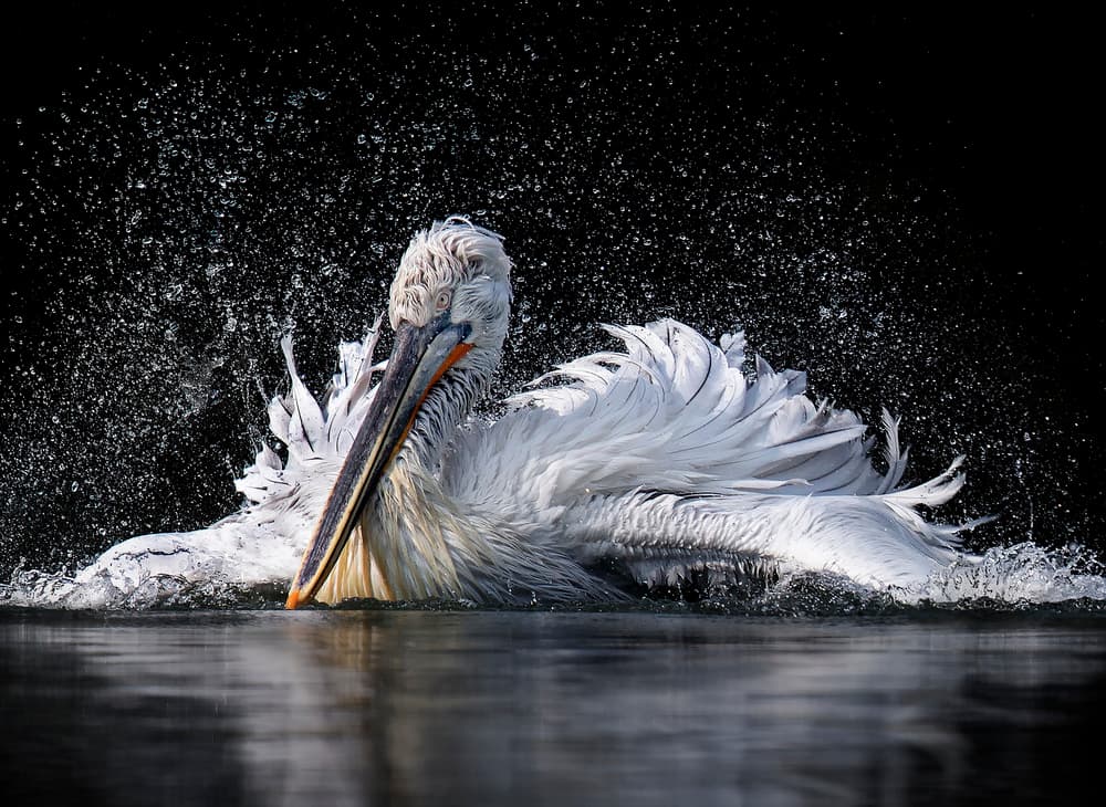 Pelican Water Splash by C.S. Tjandra — canvas wall art