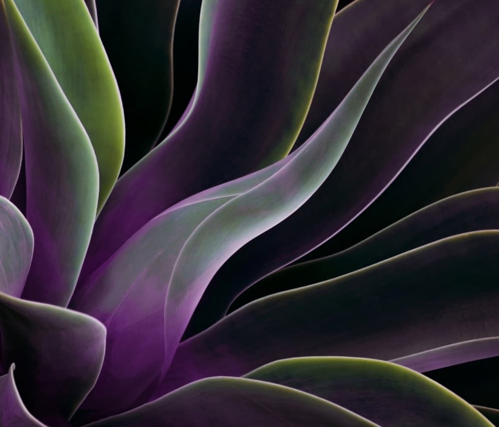Purple Agave Curves by Robin Wechsler — canvas wall art