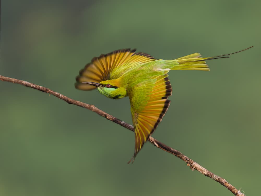Green Bee-eater Flight by Rajat Dhesi — canvas wall art