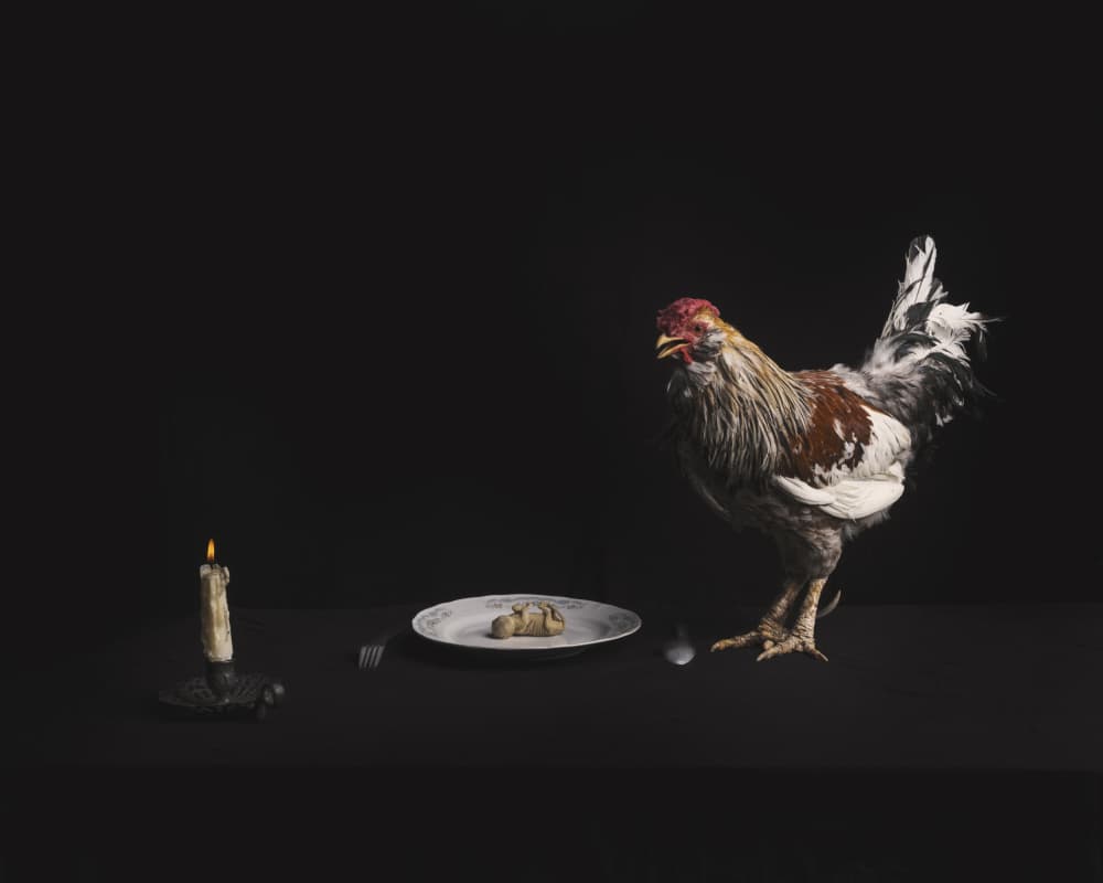 Funny Rooster Dinner by Hooman Sedaghi — canvas wall art