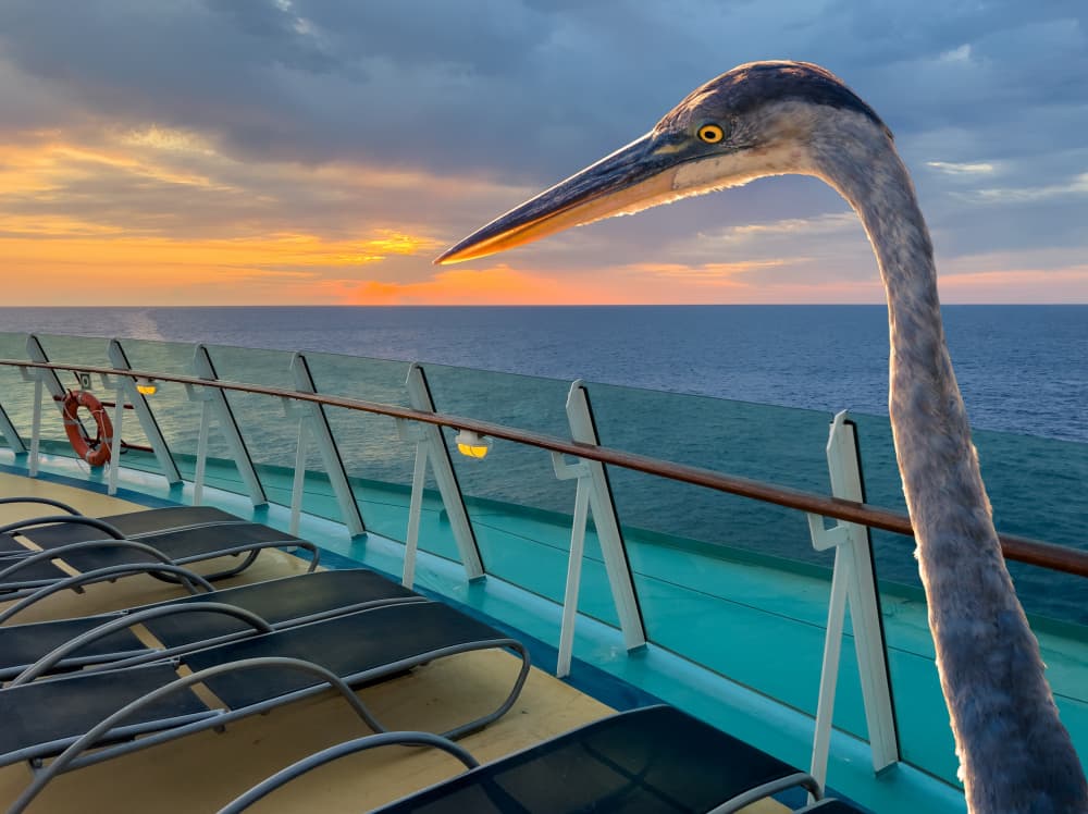Heron Watches Sunset Cruise by Ed Esposito — canvas wall art