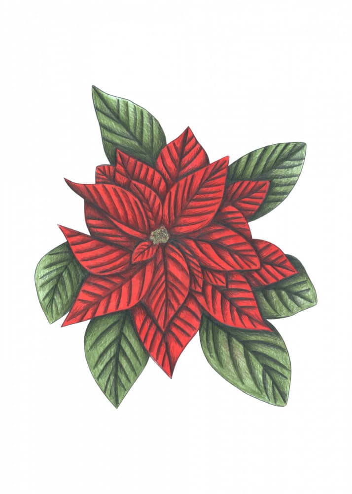 Christmas Poinsettia Flower by Cecilia Battaini — canvas wall art