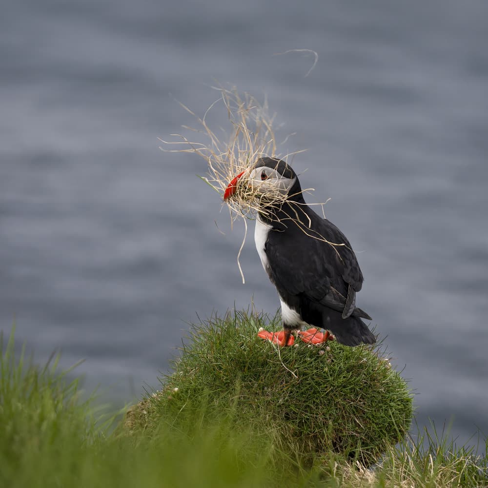 Puffin Gathering Grass by Shenshen Dou — canvas wall art