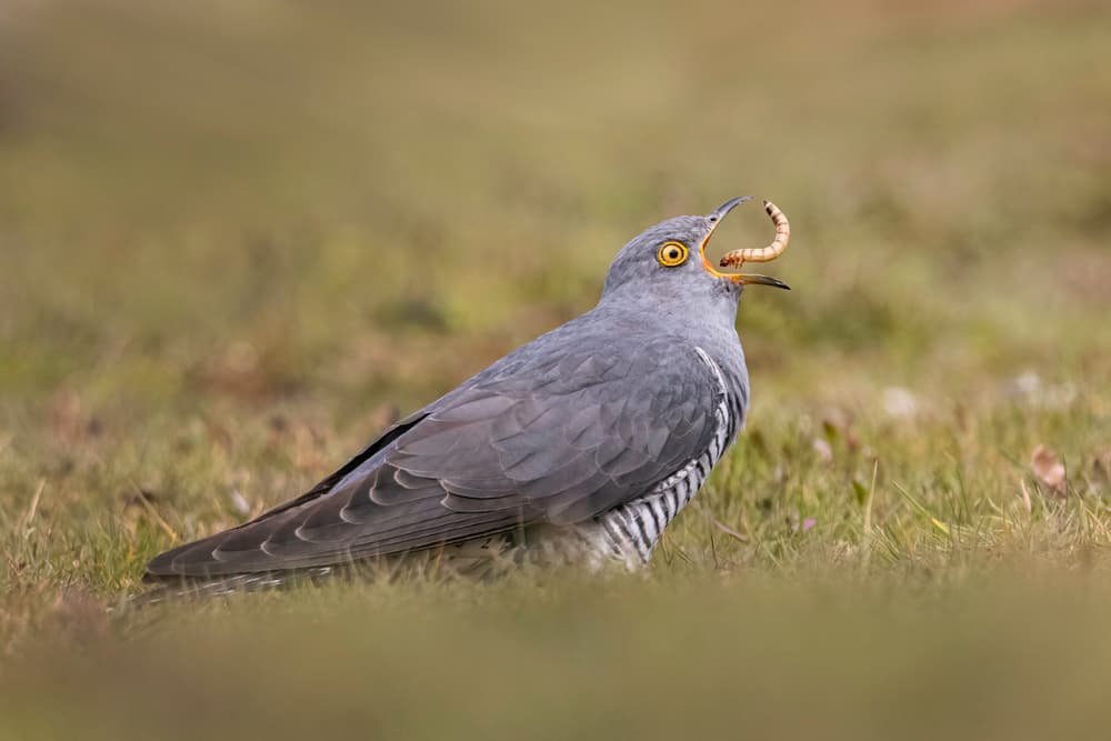 Cuckoo With Worm by Kutub Uddin — canvas wall art