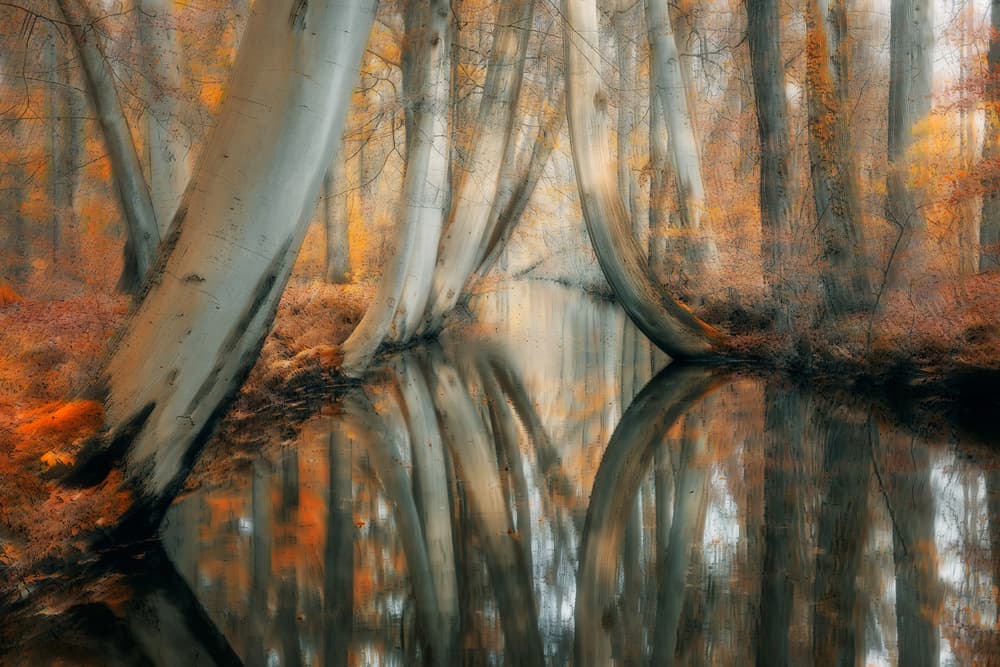 Autumn Forest Reflections by Bingo Z — canvas wall art