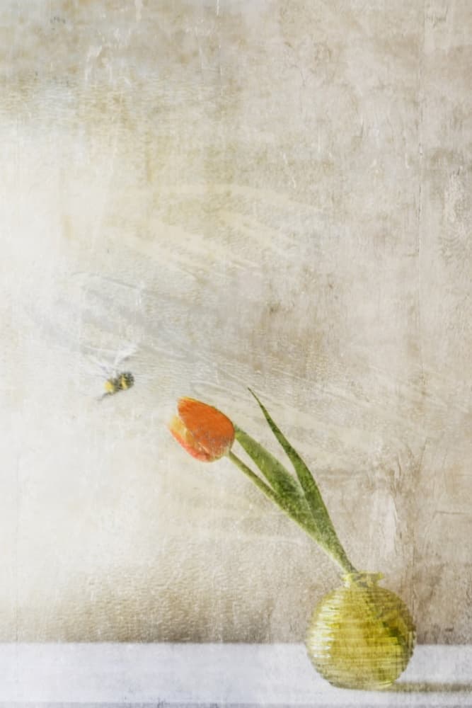 Soft Tulip And Bee by Delphine Devos — canvas wall art