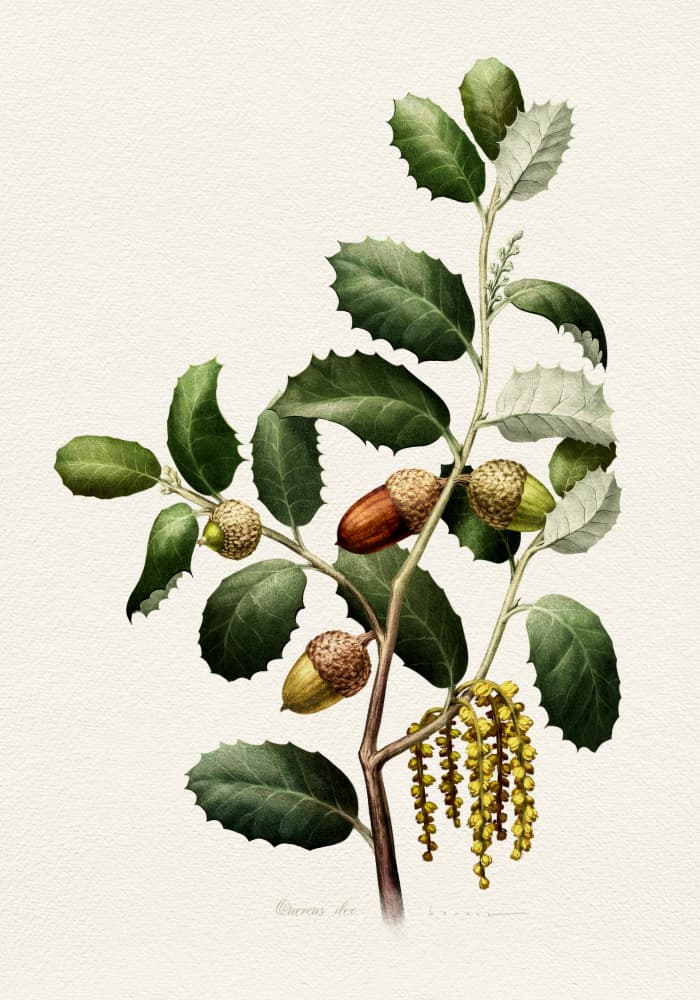 Oak Acorns Botanical by Juan Hernaz — canvas wall art