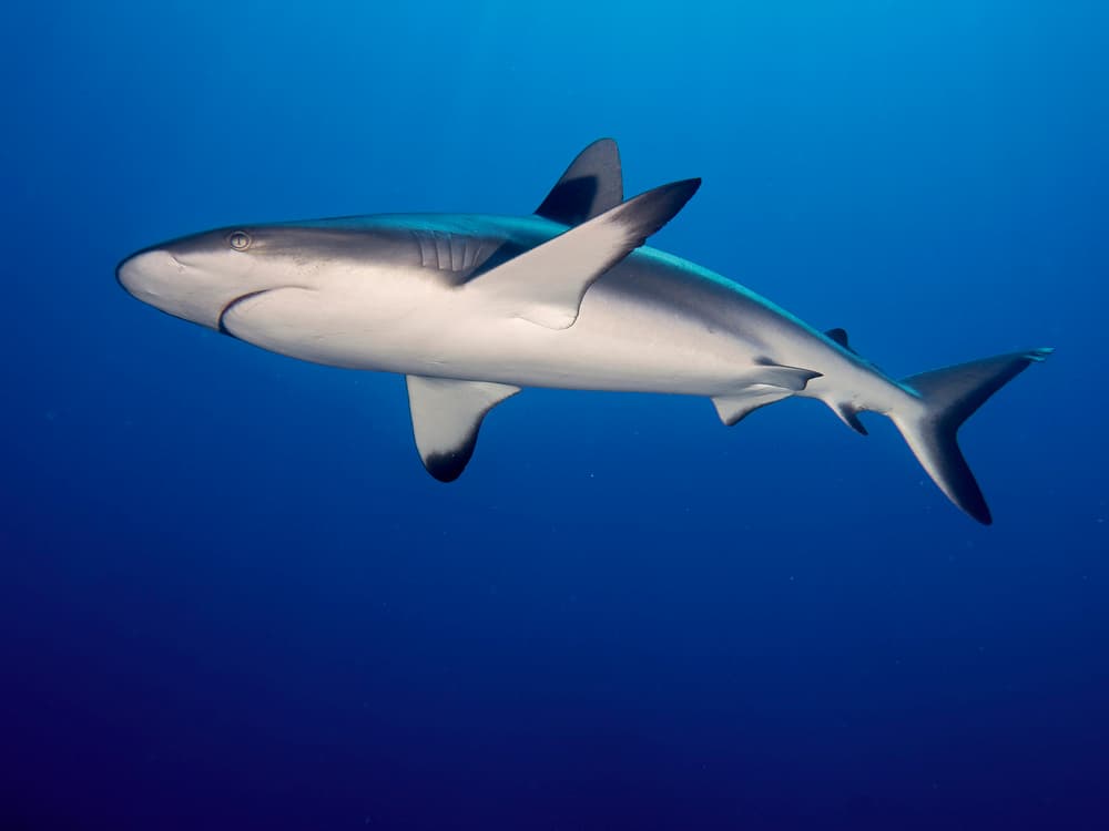 Graceful Ocean Shark by Ilan Ben Tov — canvas wall art