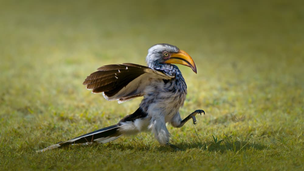 Hornbill in Motion by Nichole Chen — canvas wall art