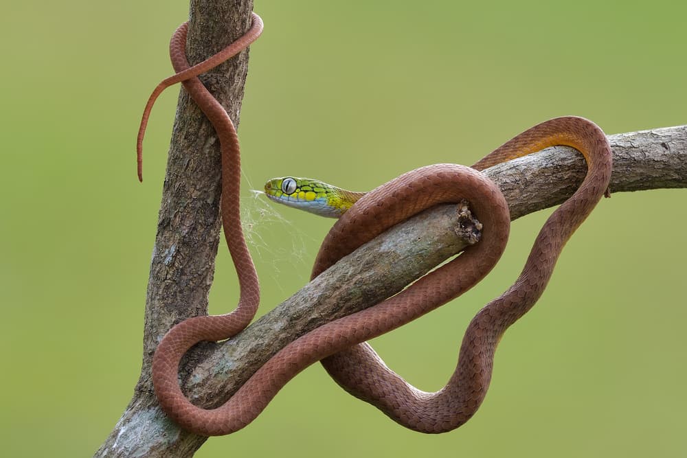 Elegant Tree Snake by Phat Dao Tan — canvas wall art