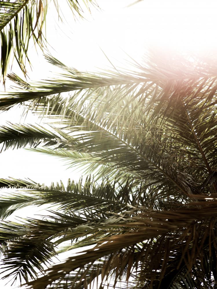 Sunlit Palm Dream by Shot by Clint — canvas wall art