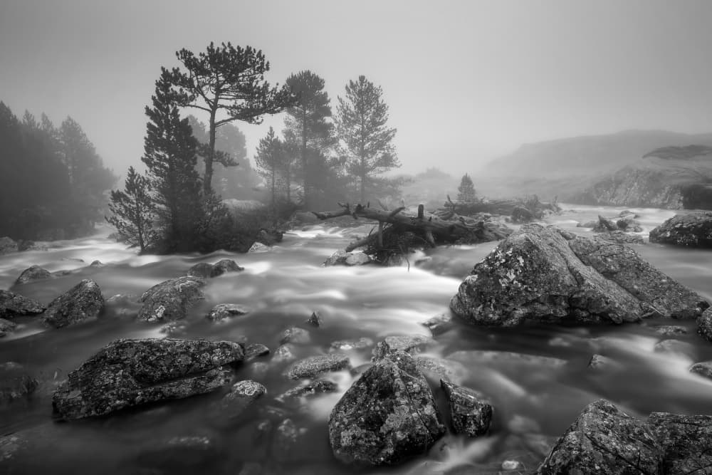 Misty Forest River by TONY GORAN — canvas wall art
