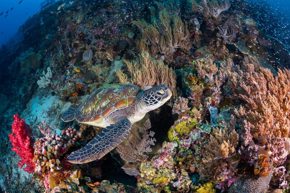 Vibrant Coral Turtle by Barathieu Gabriel — canvas wall art