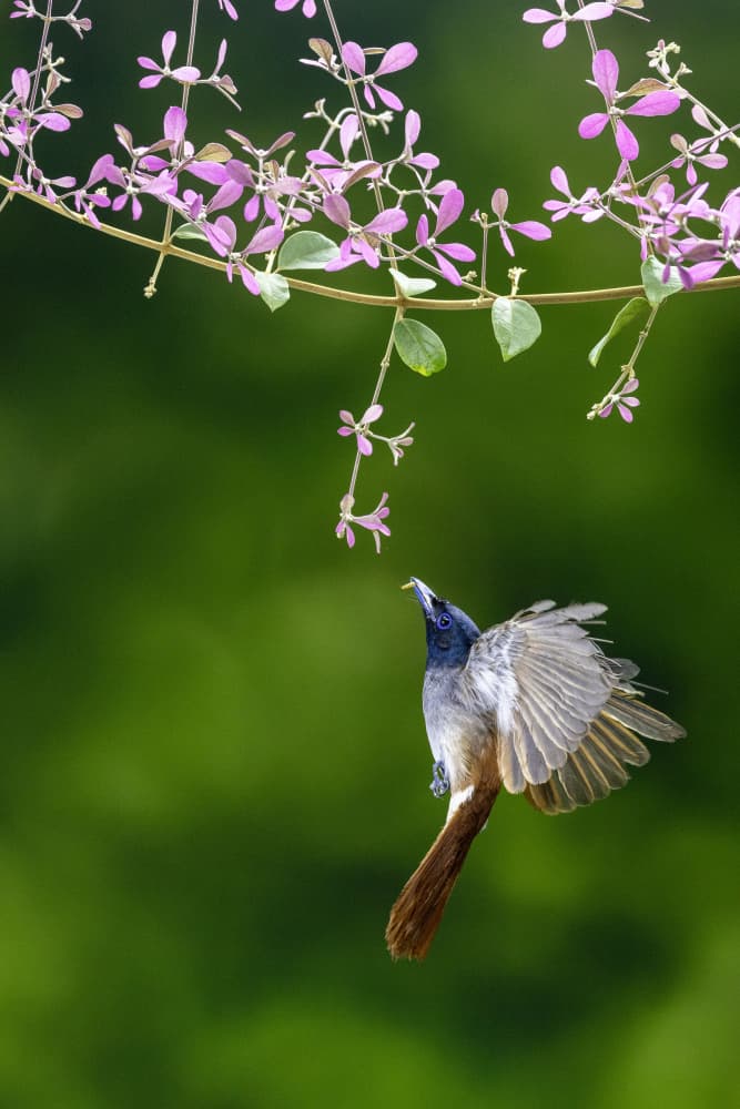 Flying Bird Pink Flowers by Sally Widjaja — canvas wall art