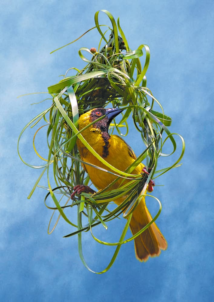 Weaver Bird Building Nest by Carlo Kaminski — canvas wall art