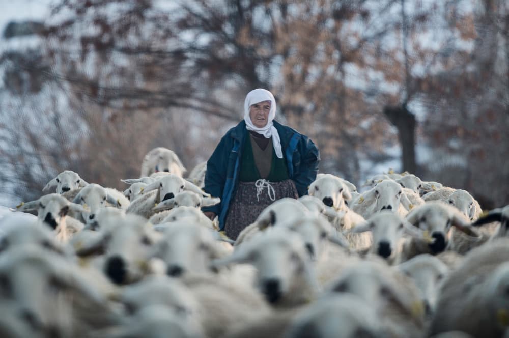 Winter Shepherdess Among Sheep by Yavuz Pancareken — canvas wall art