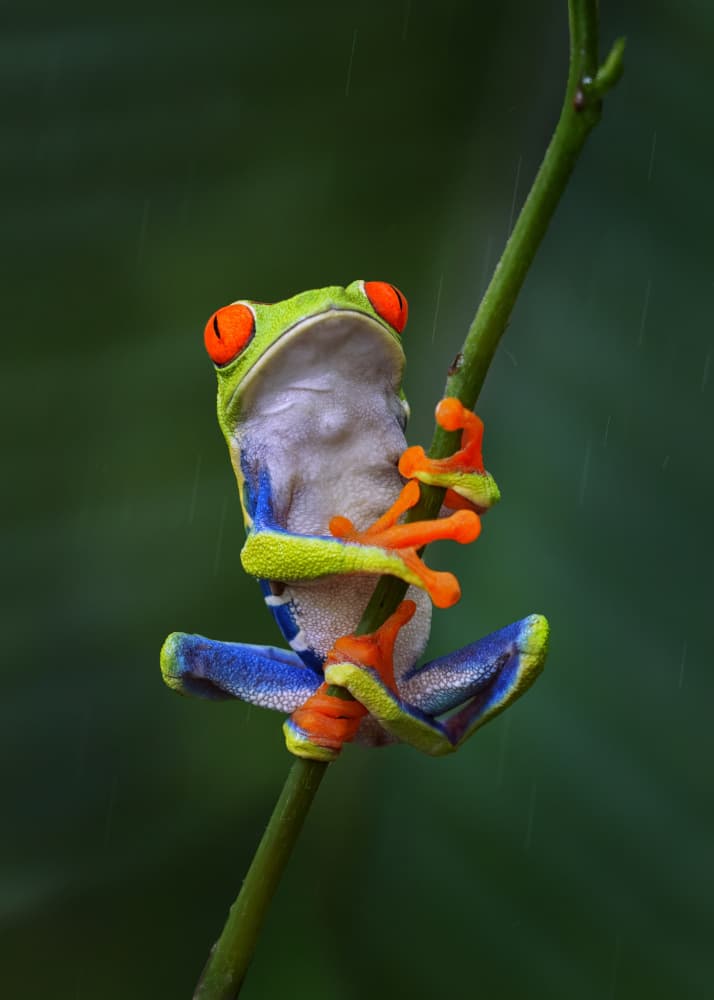 Red-Eyed Frog In Rain by Qing Zhao — canvas wall art
