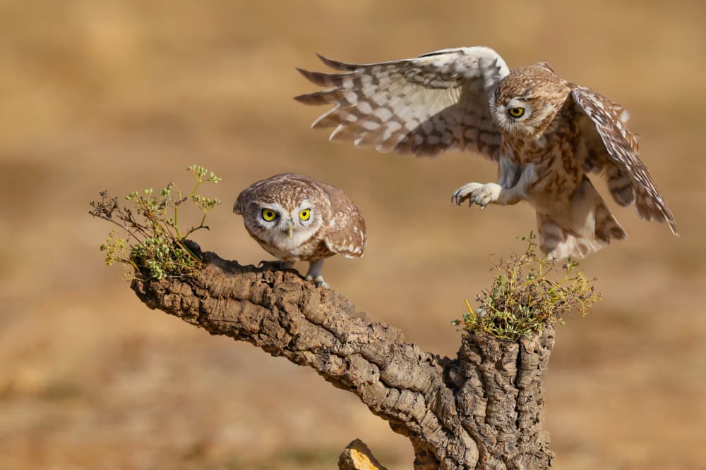Curious Little Owls by David Manusevich — canvas wall art