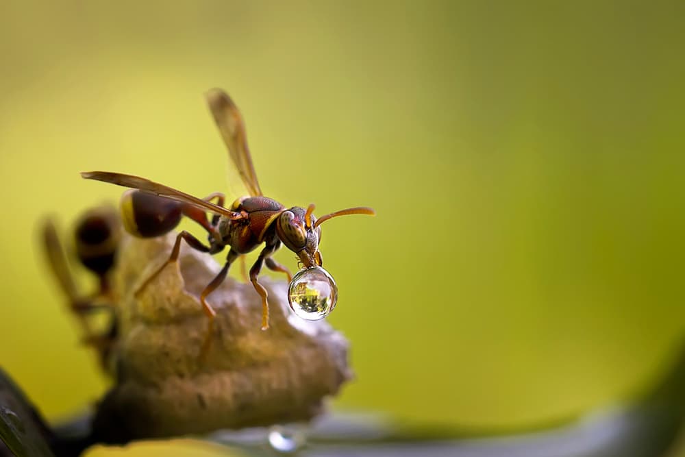 Wasp With Reflecting Droplet by Fauzan Maududdin — canvas wall art