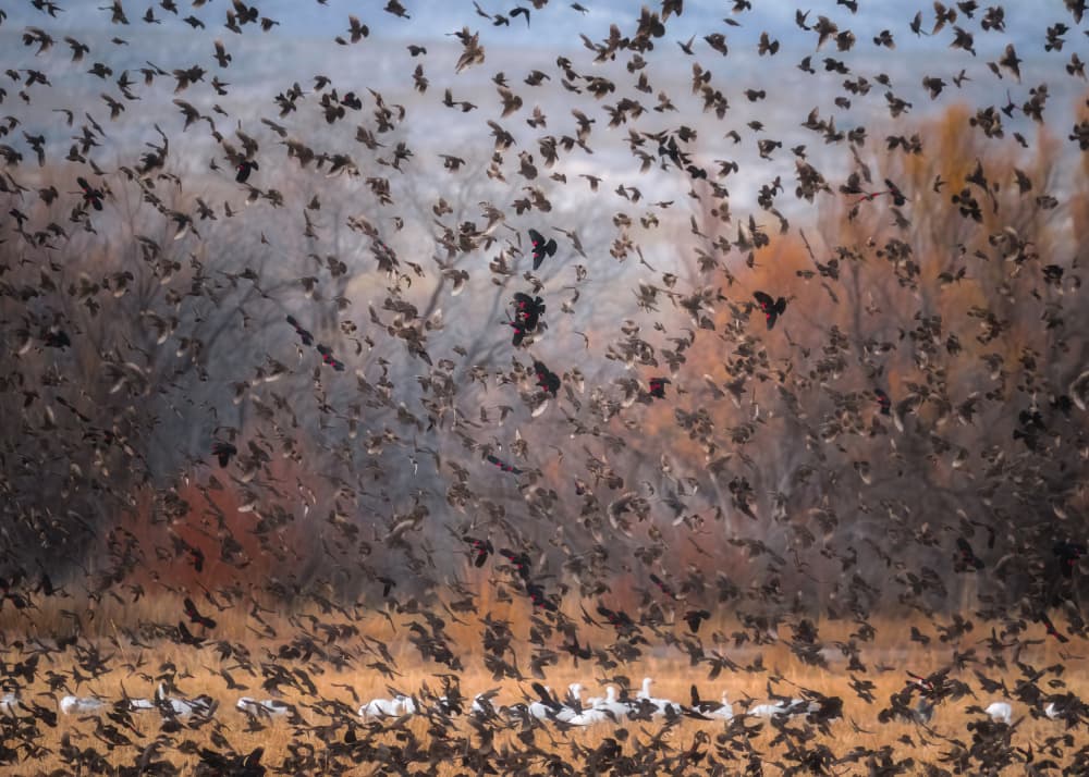 Autumn Birds In Flight by Hanping Xiao — canvas wall art