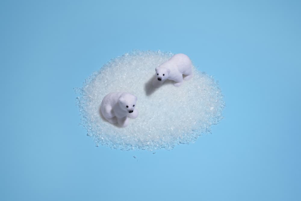 Arctic Bear Cubs by Julia Ramiro — canvas wall art