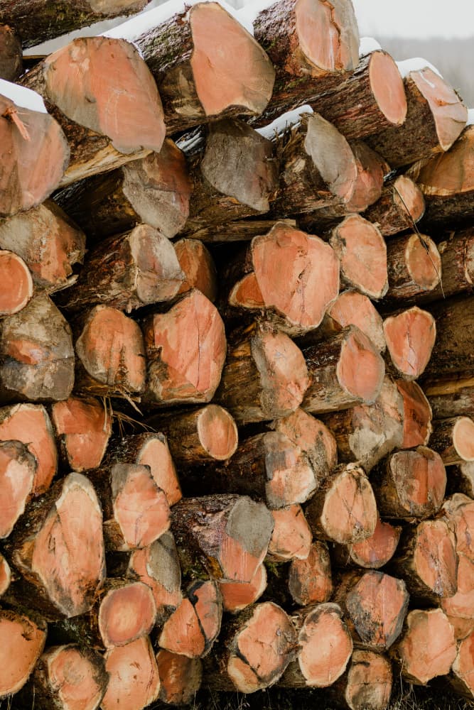 Stacked Winter Logs by Javier Pardina — canvas wall art