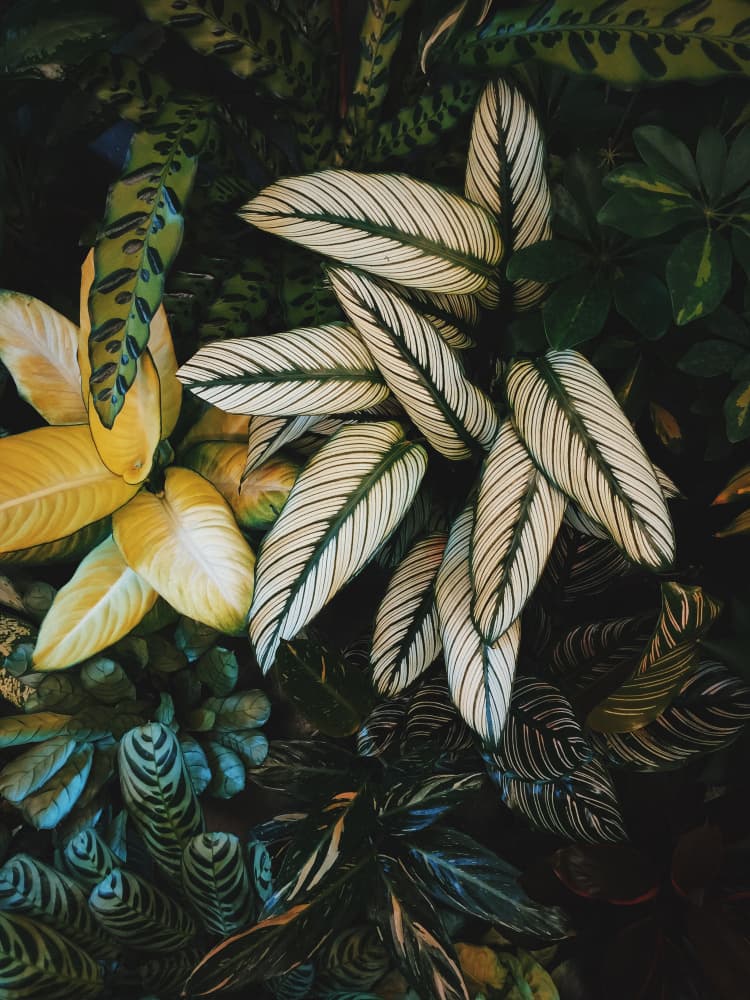 Exotic Foliage Patterns by Javier Pardina — canvas wall art