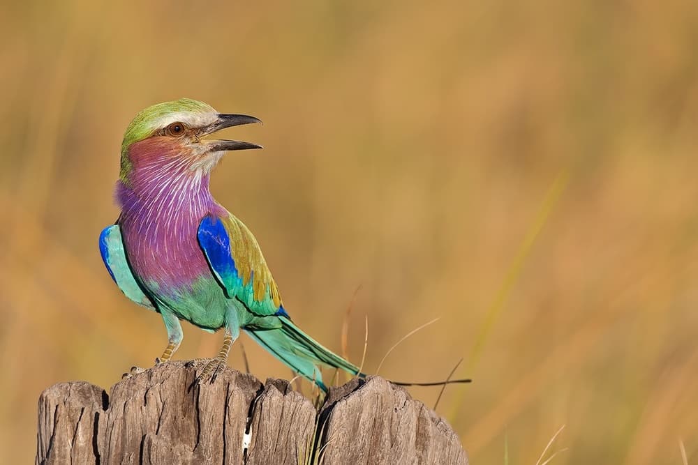 Vibrant Lilac Roller by Marco Pozzi — canvas wall art