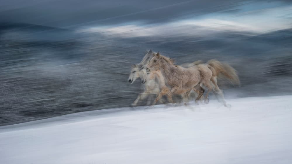 Wild Horses in Snow by Milan Malovrh — canvas wall art