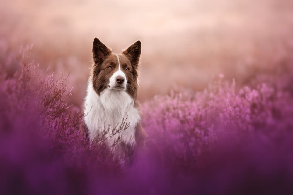 Calm Collie in Heather by Ve Shandor — canvas wall art