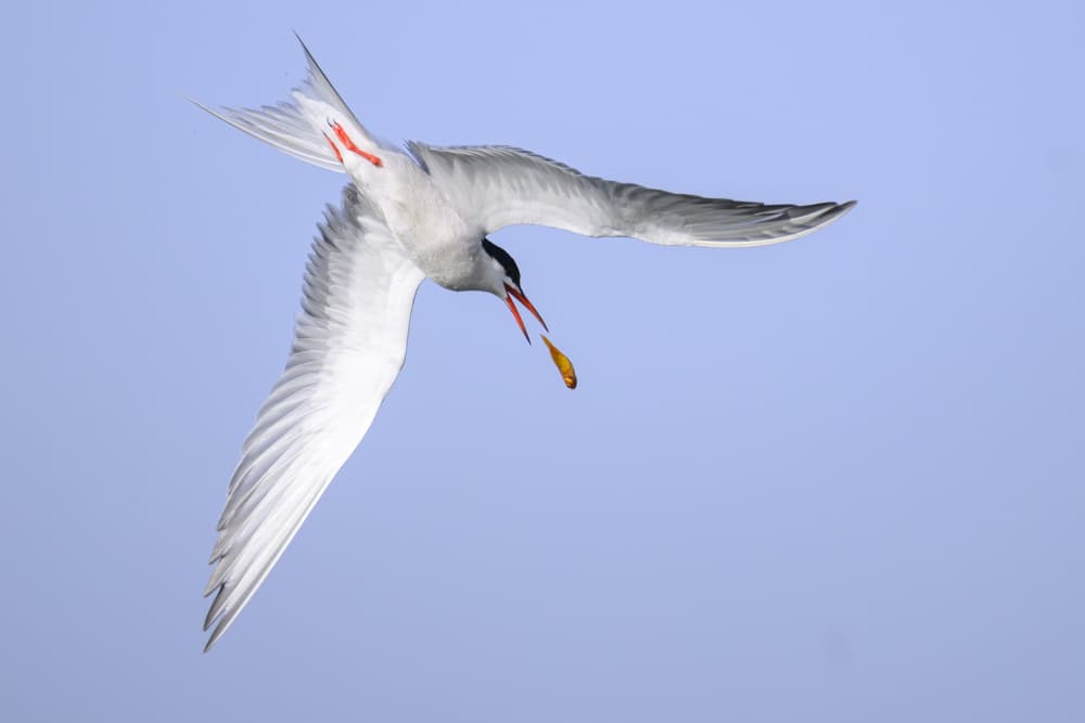 Tern Catches Fish by Mallal Moshe — canvas wall art