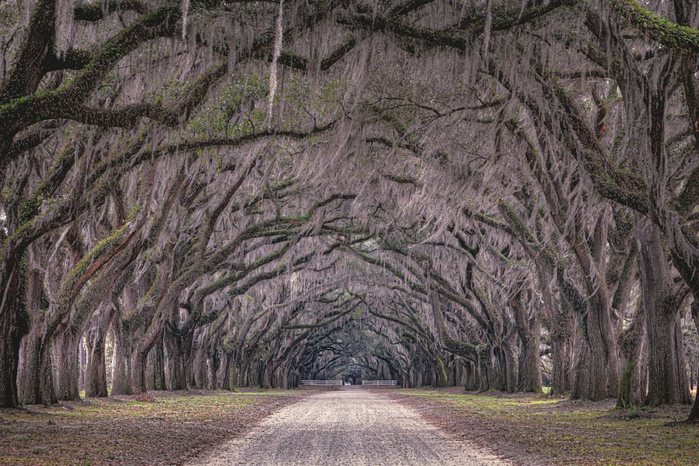 Spanish Moss Oak Avenue by Marco Tagliarino — canvas wall art